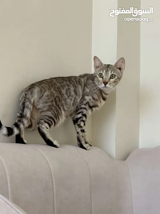 قطة بنغال بيور العمر سنة Pure Bengal cat age 1 year