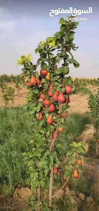 أشجار فاكهه استوائية جميع أشجار الفاكهة والحمضيات واللوزيات وأشجار الزيتون وأشجار ونباتات الزينة