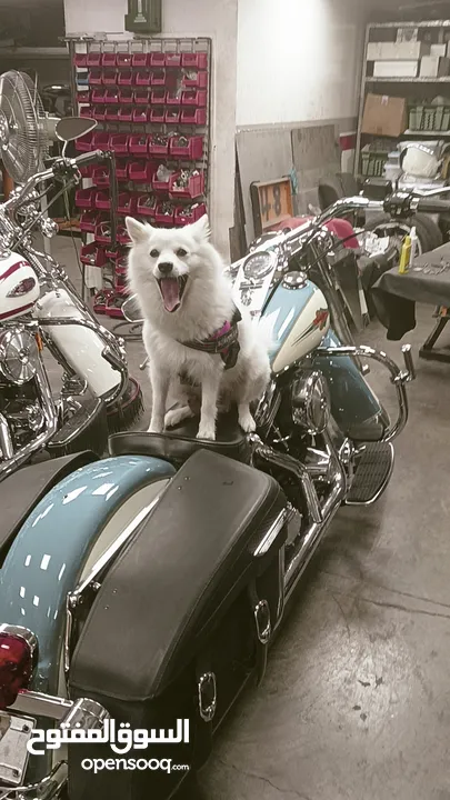 Japanese Spitz puppys