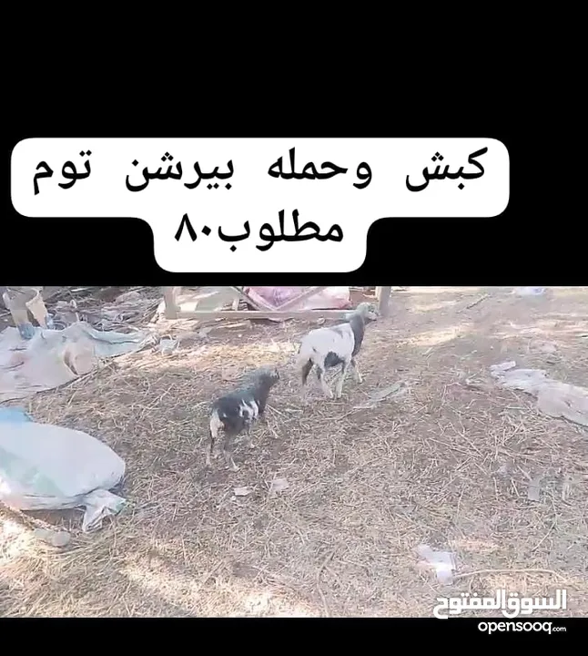 عينك على الوصف