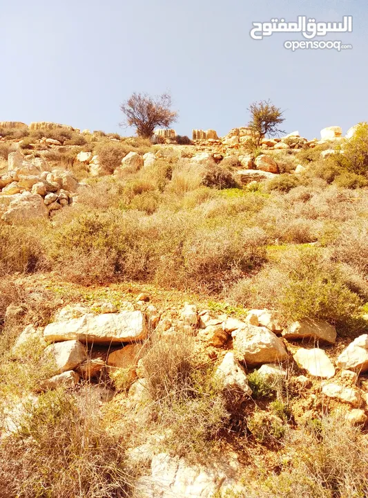 قطعة ارض للبيع تصنيف B كوشان طابو