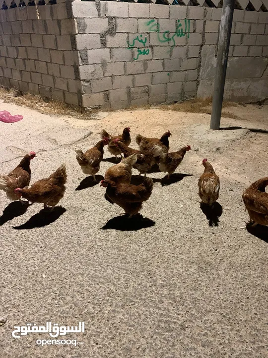 12 جاجه هنديه للبيع جاجات نخب للبيع