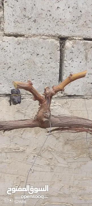 عنب للورق و الثمر تقليم