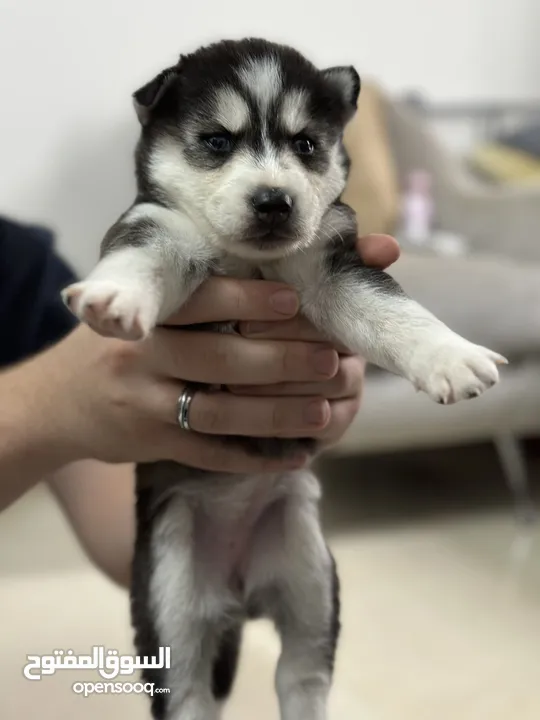 Pure breed huskey هاسكي بيور ميه بالميه