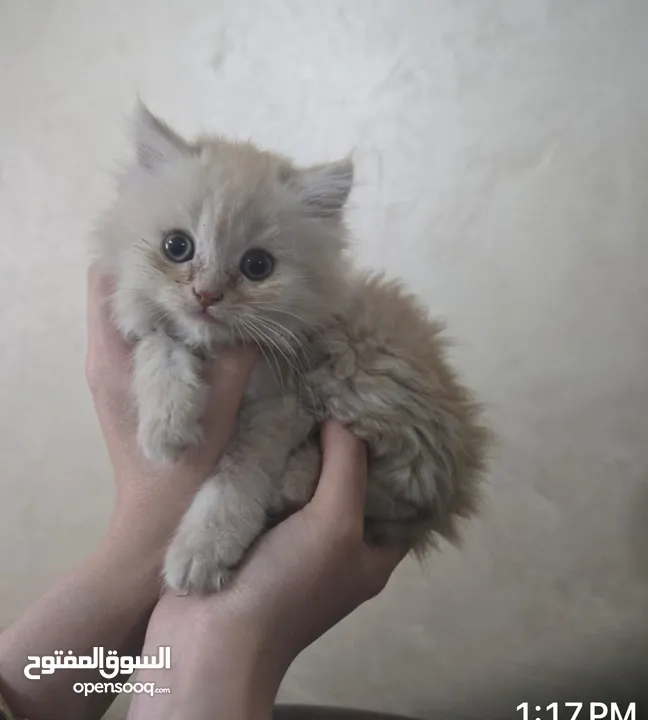 قطة انثى بيرشن للبيع