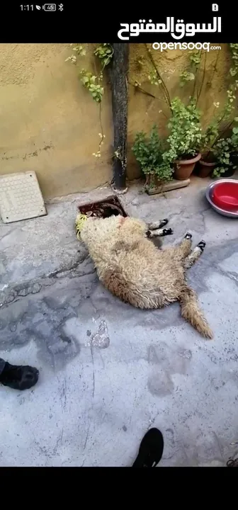 كل عام وانتم بخير لحام متنقل لذبح جميع انواع الأضاحي_ونذور للتواصل