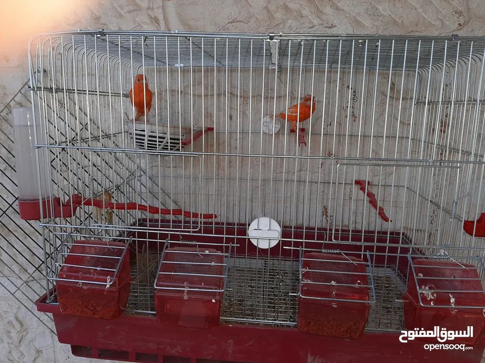 3جواز كنارات للبيع جواهز
