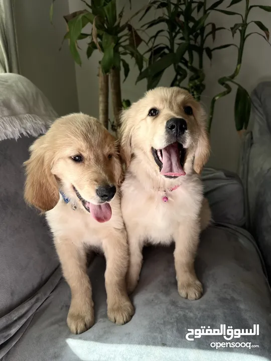 For Sale Puppies Golden Retriever للبيع جولدن ريتريڤر بيور - العمر شهرين ونص