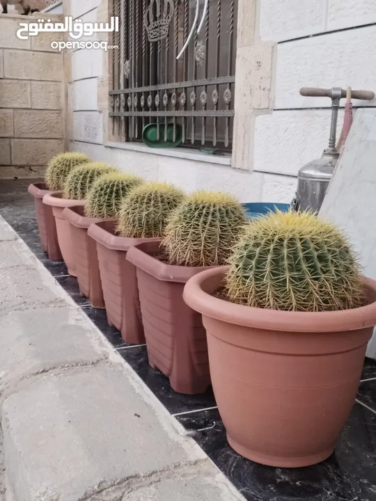 نبات الكره الذهبيه او ساده حماتي