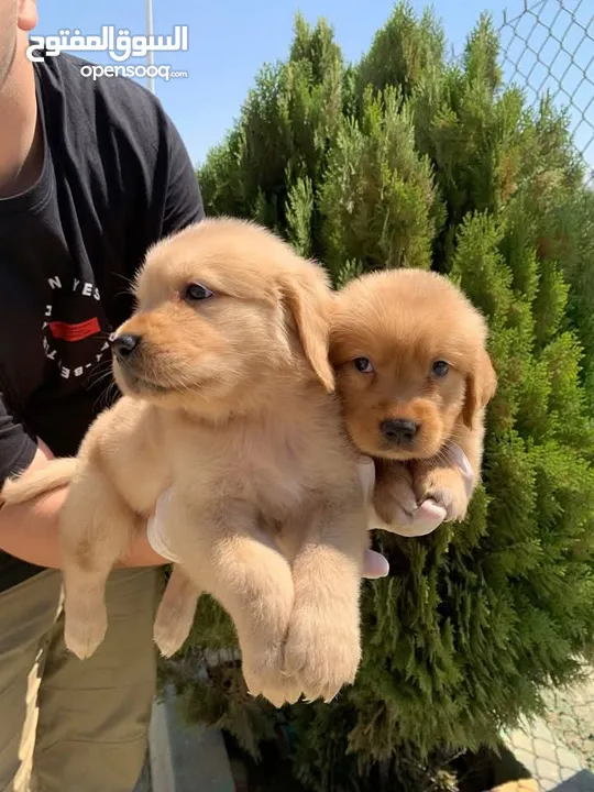 جولدن ريتريفر Golden retriever