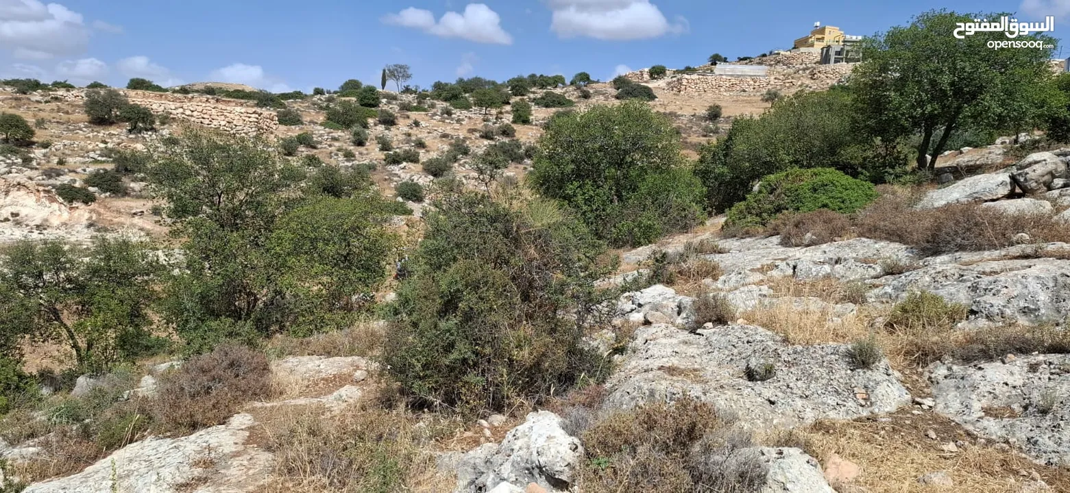 أرض طابو مطلة ومشجرة بسعر مغري
