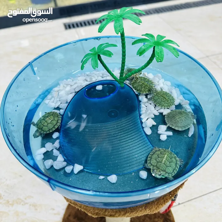 عروض نار سلاحف النينجا (ninja turtle)