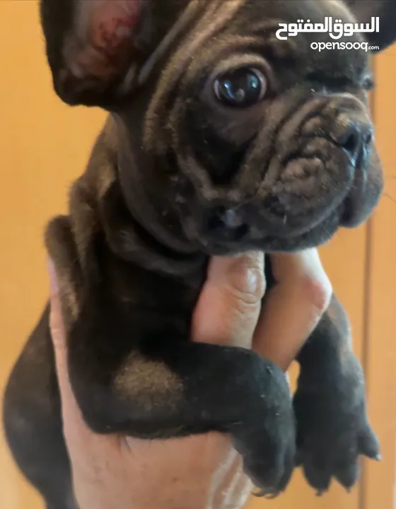 French bull dog female puppy