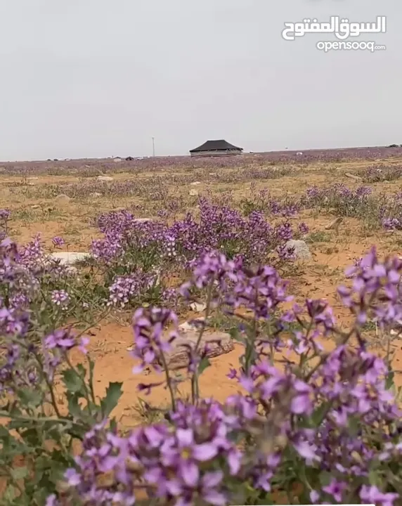 مطلوب دور ارضي مع حديقه لإيجار