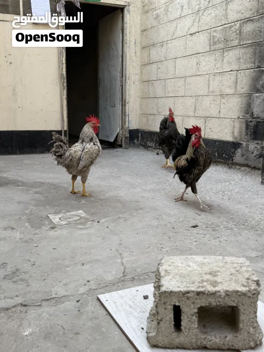 دجاج وديوك للبيع