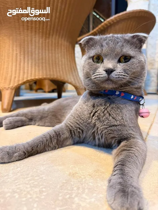 قط Scottish Fold للبيع بسعر مميز