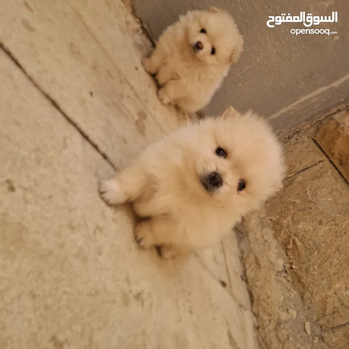 بوميريان للبيع