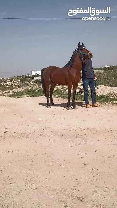 حصان للبيع او البدل