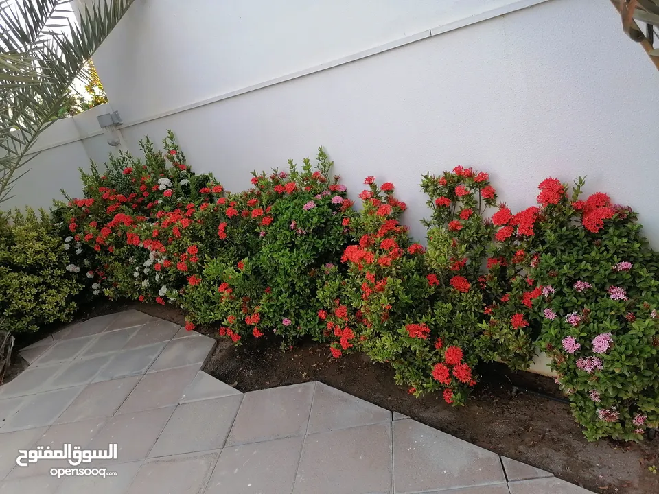 MARIAM GARDENING  Make a Beautiful Garden We Shap Your Garden Dream