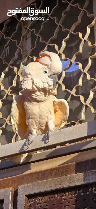 لمحبين الببغاء نحن متخصصون لبيع وشراء جميع أنواع الببغاء