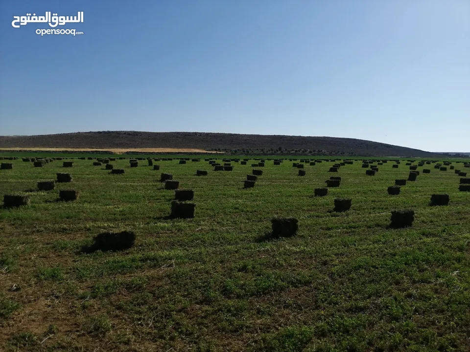 برسيم حجازي