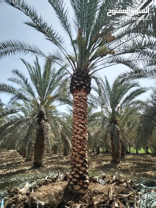 أشجار نخيل للبيع