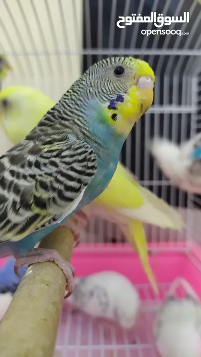 Budgies breeding pairs and  chicks