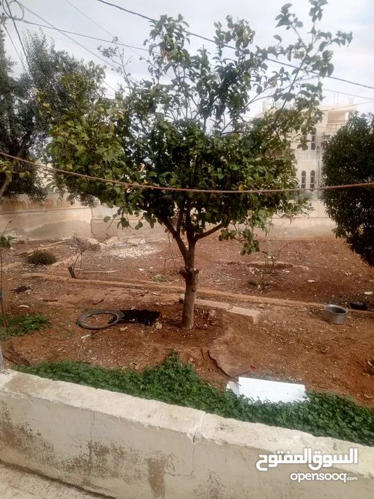مسجد الرحمان