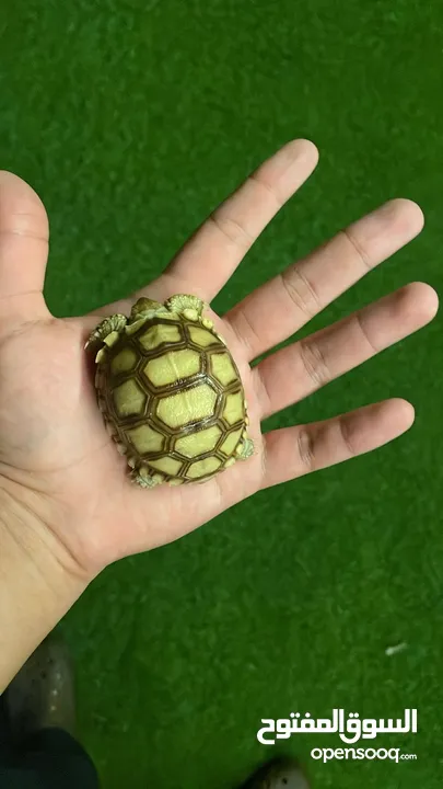 Cute Exotic Baby Sulcata Tortoises