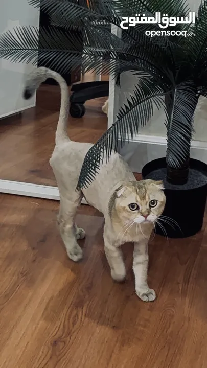 قطط سكوتش فولد  Scottish fold