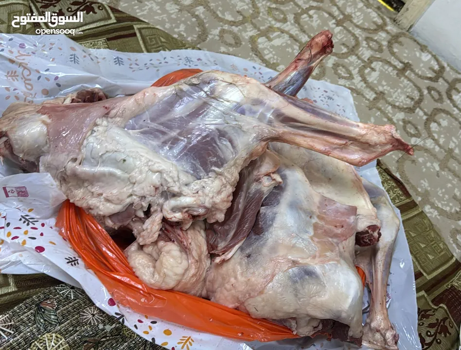 شوي خارجي المجمعه وسدير وجلاجل التمير الارطاويه الزلفي الغاط الداهنه شقرا ابو محمد