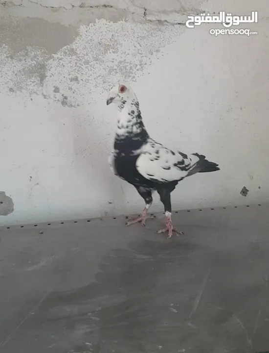 طيور حمام مخاليف سطح بسعر مناسب او البدل على جوز