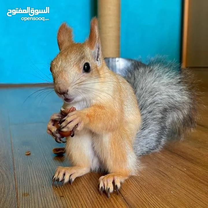 squirrels for rehoming