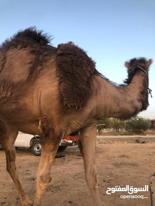 ناقه ثنيه طيبه قصا باللحم شغل ضحيه