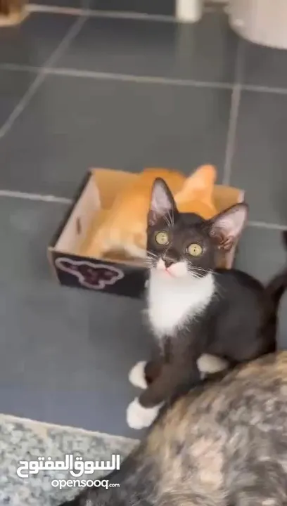 3 cute kitten  for free adoption