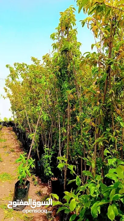 مختص في قص و تقنيب الاشجار زيتون او لوزيات او حمضيات او اشجار زينه #وتطعيم_جميع_الأشجار  هاتف