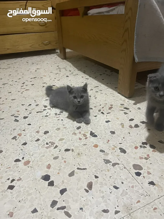 قطط منزلية جميلة للبيع – نظيفة وصحية Turkish Angora