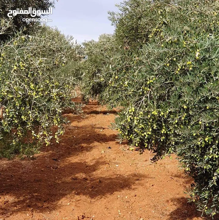 جرش  ثغرة عصفور  الغربيه
