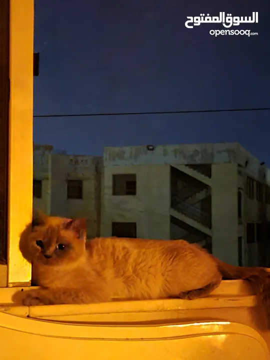 قطط هملايا