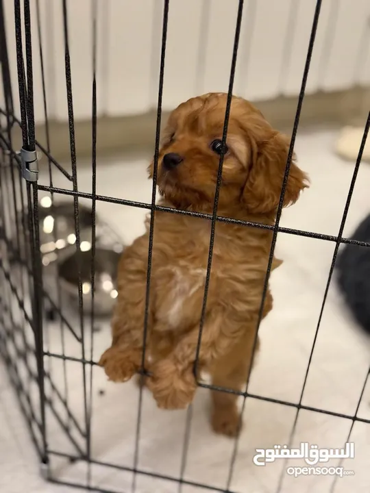 2 Month Old Maltipoo Puppy