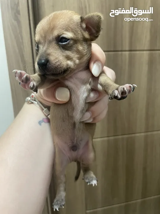 Chihuahua puppy mini male