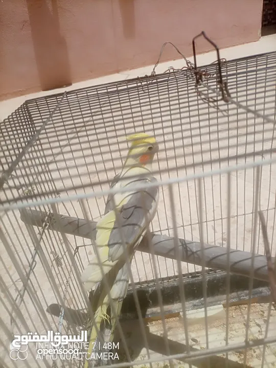 كوكتيل للبدل اقرا الوصف