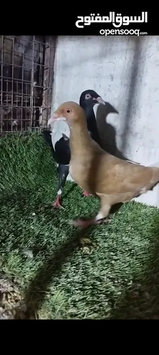 عشر جواز للبيع