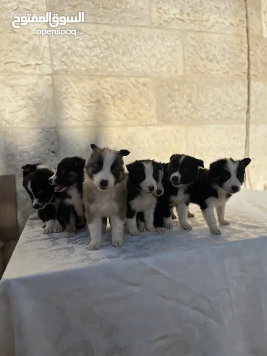 Border collie لاول مرة في الاردن