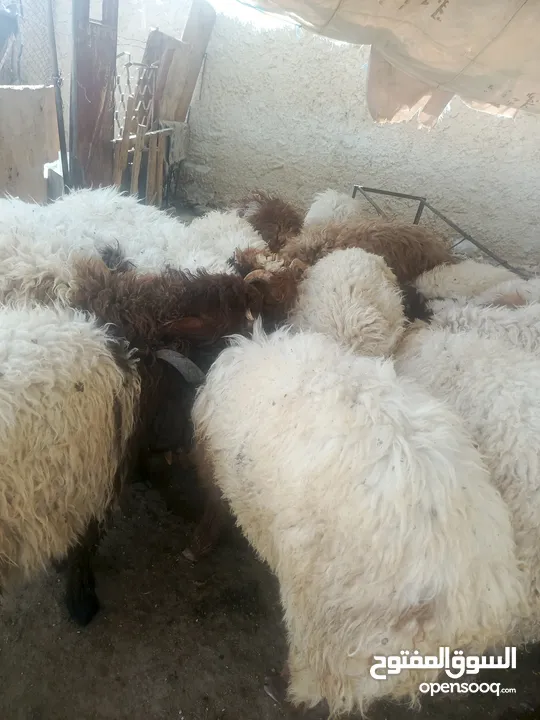 بسم الله ماشاء الله يوجد خرفان اضاحي ضهور مسكره لحم خرفان نظيفه الله يبارك للجميع