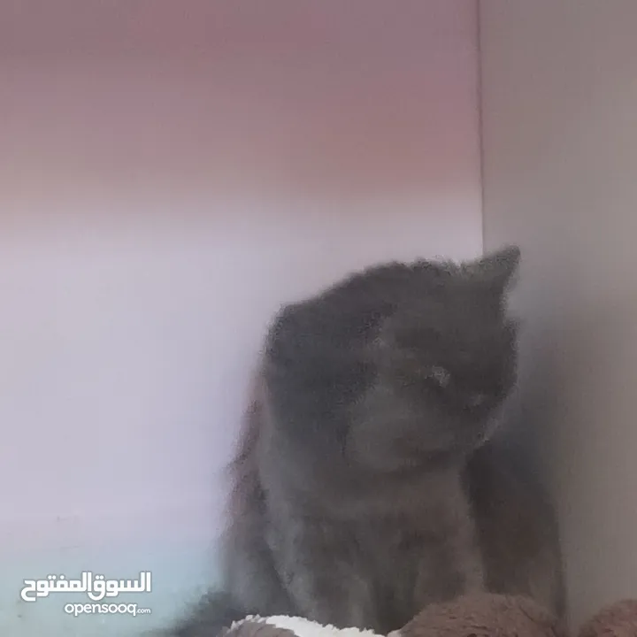 قط لتبني فقط سعر الاغراض فقط / هملايا