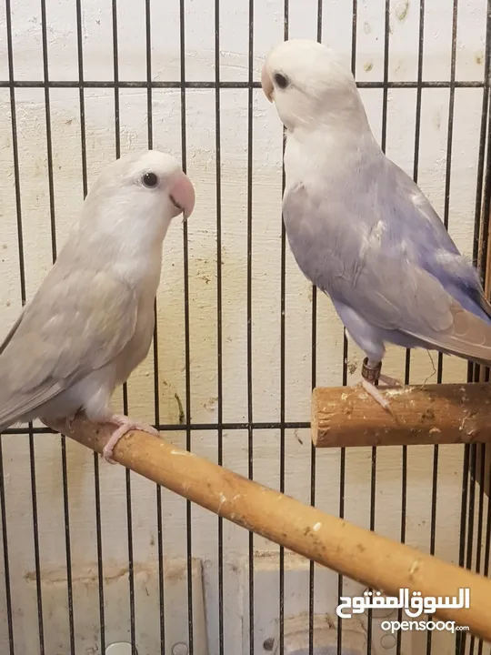 breeding lovebird pair