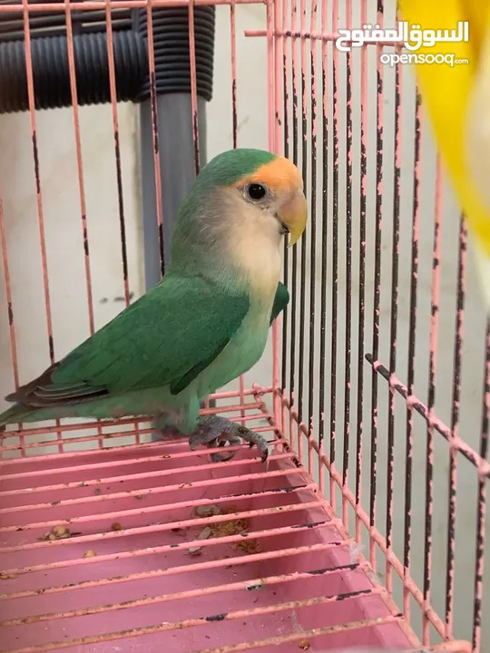 African lovebirds for sale pair