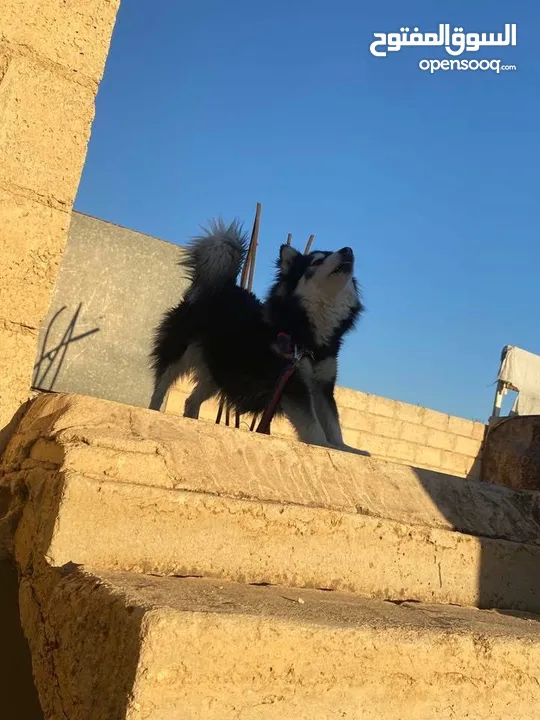 انثى هاسكي منتجة