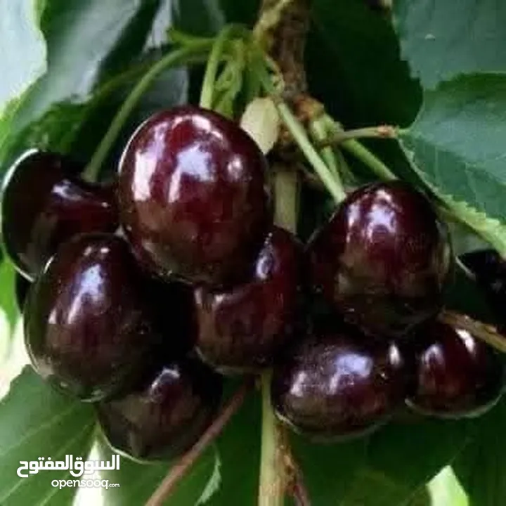 اقوى عروض بالمملكة   يوجد #مختصين #لتقليم #ورش #الاشجار #وصيانه #الحدائق